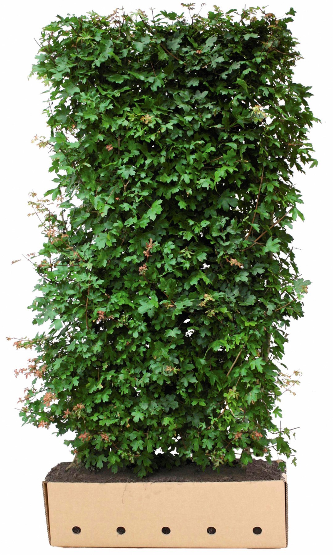 Acer Campestre 200 cm