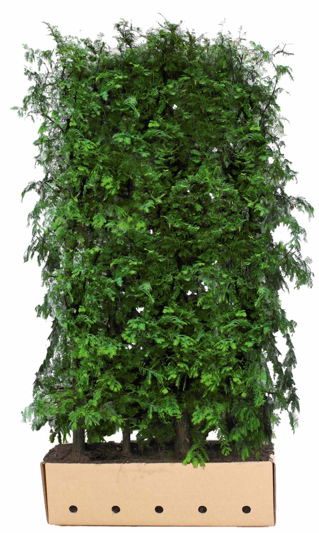Metasequoia glyptostroboides 200 cm