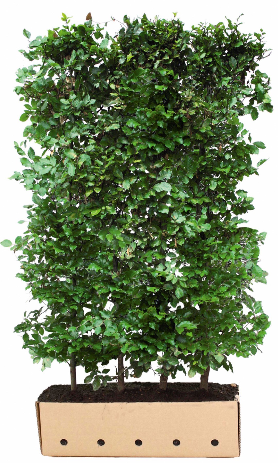 Fagus sylvatica 120 cm