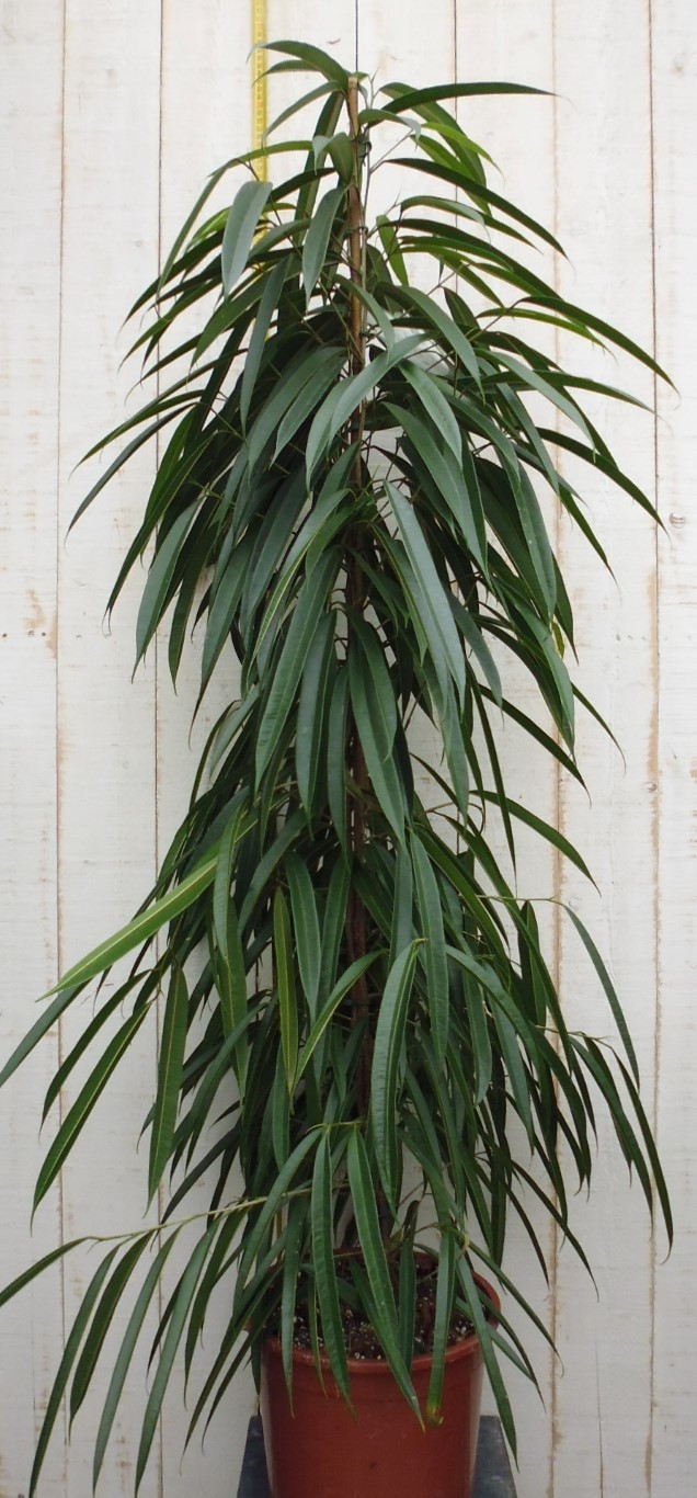 Kamerplant Ficus Smal blad 160 cm