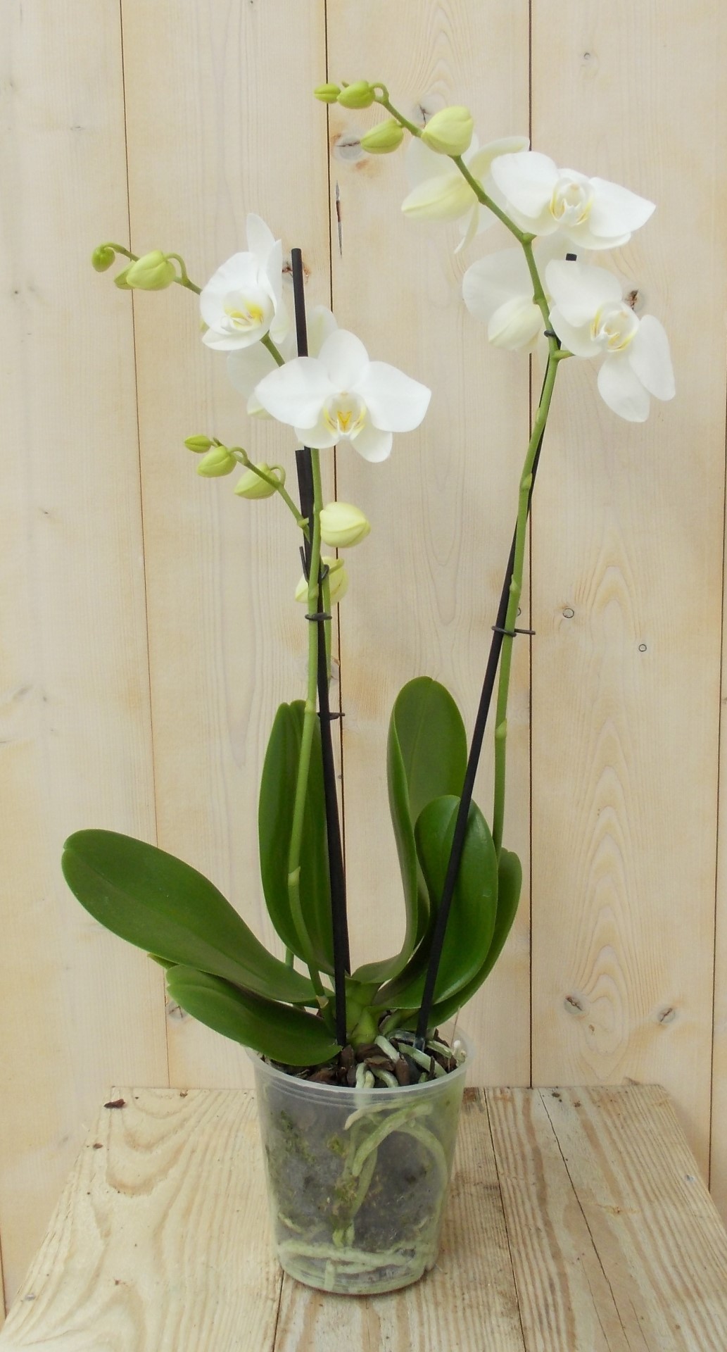 Vlinderorchidee Twee Takken wit 60 cm Warentuin Natuurlijk