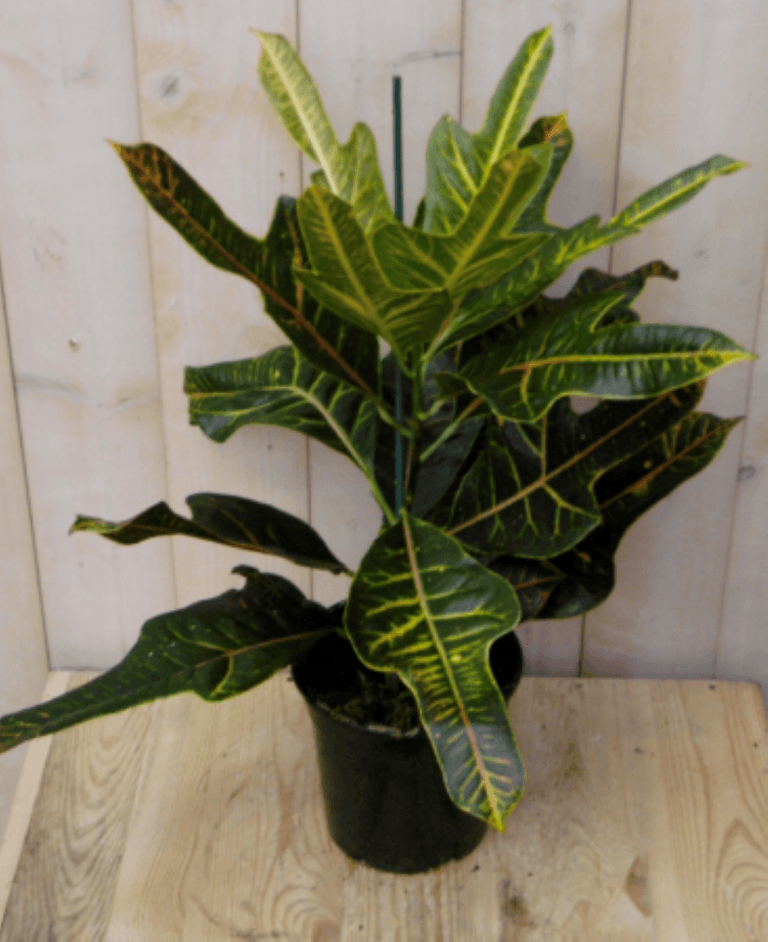 Kamerplant Croton 60 cm