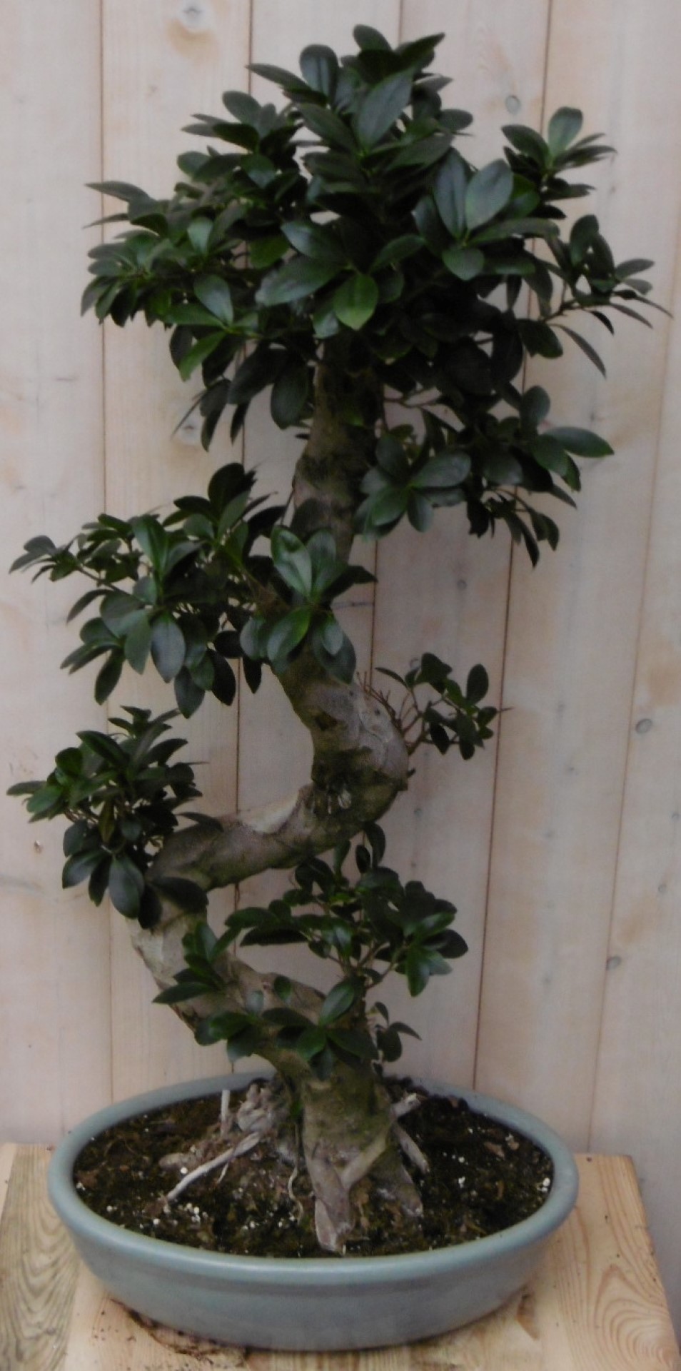 Kamerplant Bonsai Ficus 80 cm