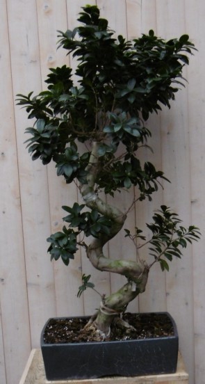 Kamerplant Bonsai Ficus 100 cm