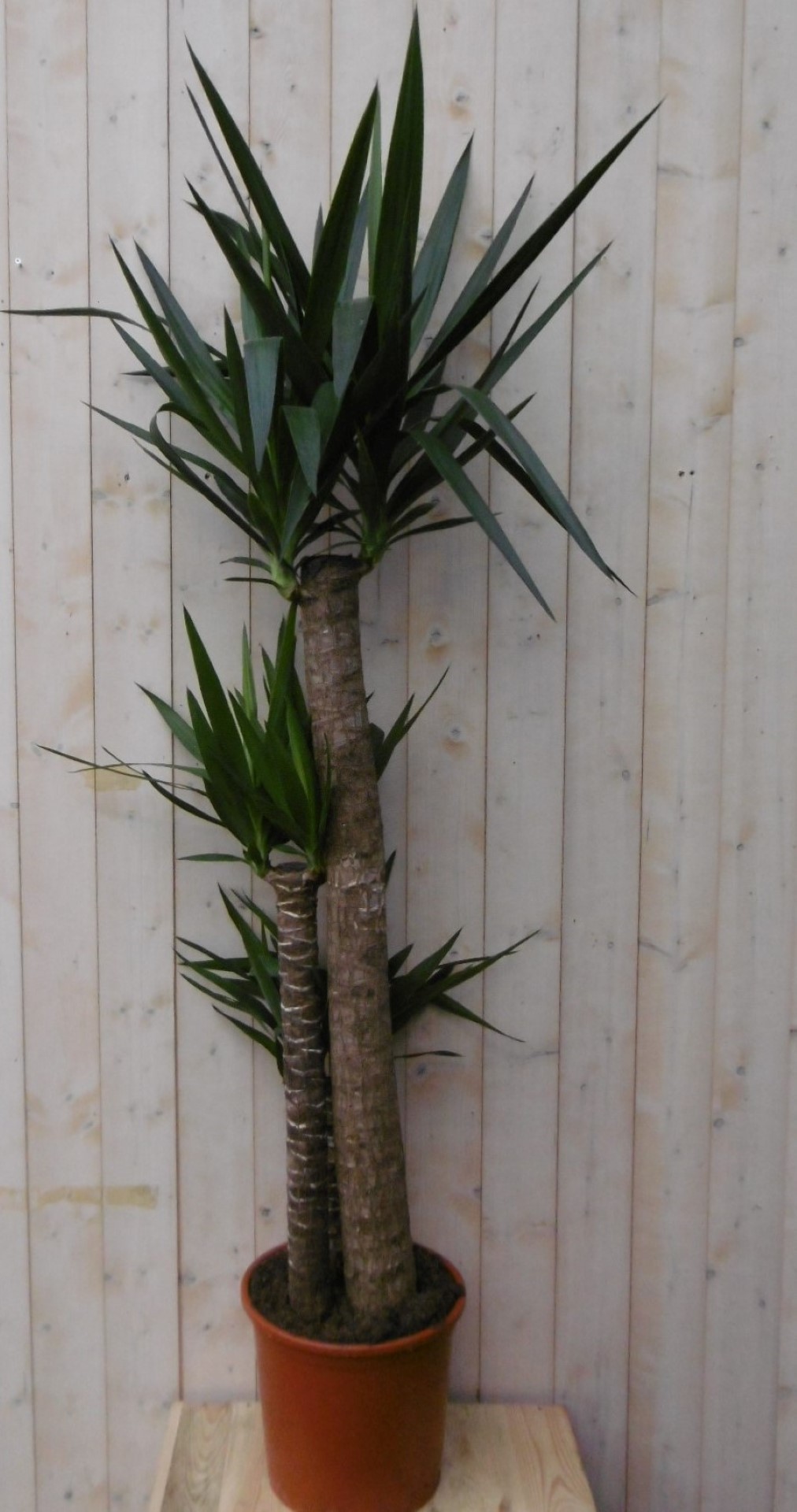 Kamerplant Yucca 160 cm