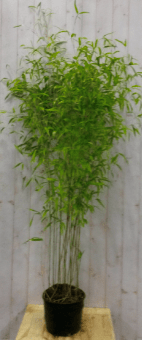 Bamboe Fargesia 200 cm