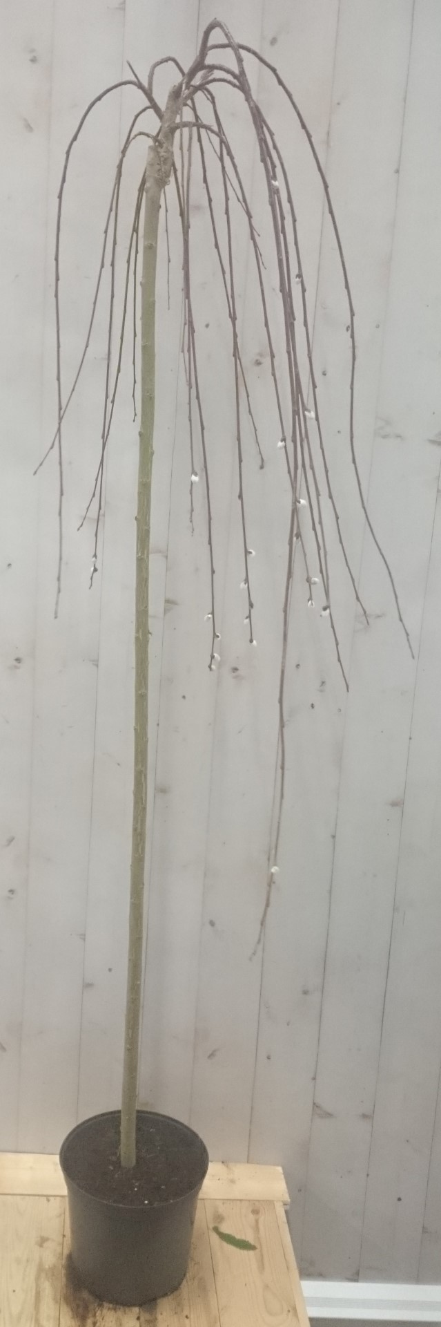 Salix Katjesboom 150 cm - Warentuin Natuurlijk