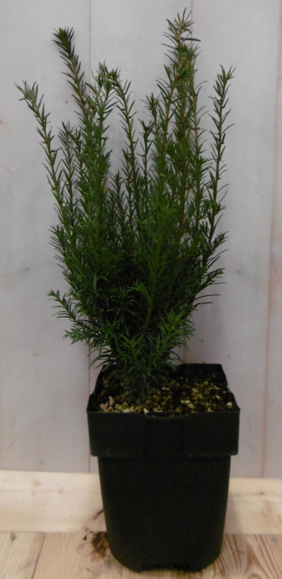 https://www.warentuin.nl/media/catalog/product/1/7/1728149900040628_warentuin_vaste_plant_taxus_40_cm_1_4518.jpg