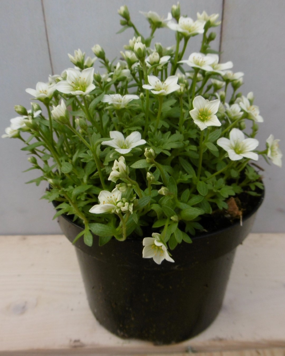 3 stuks! Saxifraga witWarentuin Natuurlijk