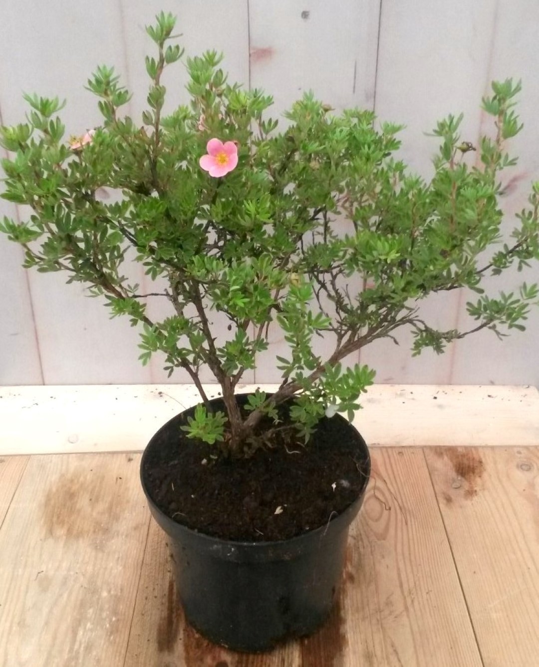 Potentilla rood