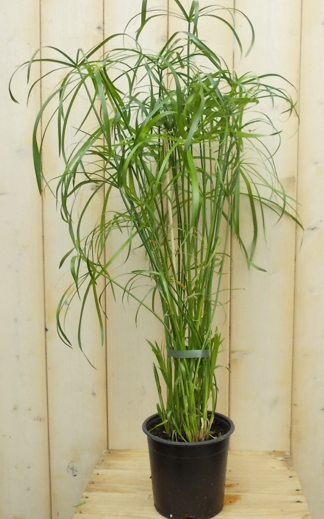 Parapluplant Papyrus Cyperus Alternifolius Kamerplant