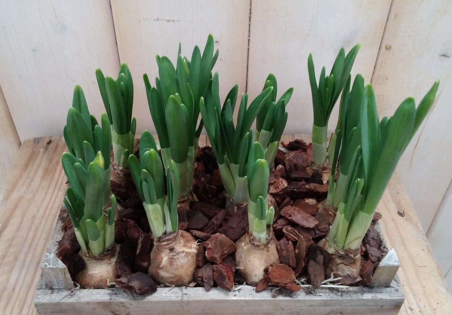 Narcis Plantenbakje buiten - Warentuin Natuurlijk