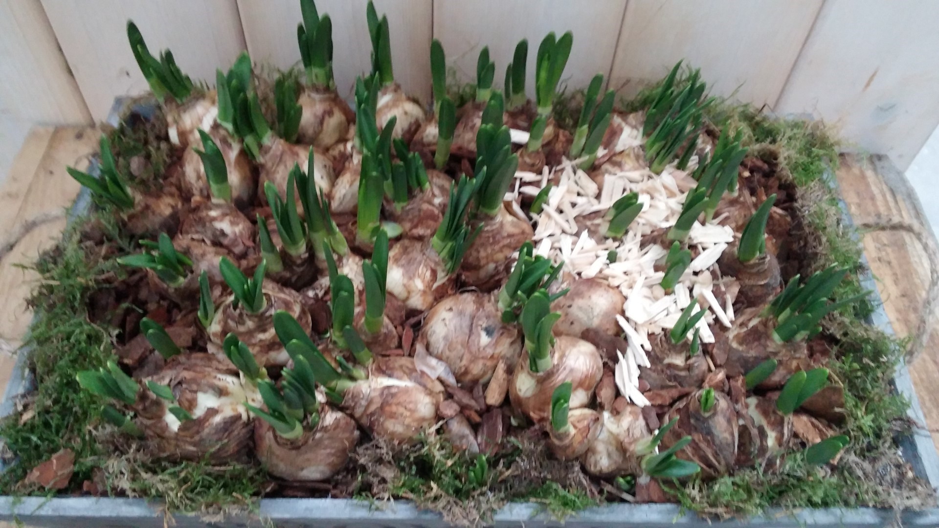 Narcis XL plantenbakje buiten - Warentuin Natuurlijk