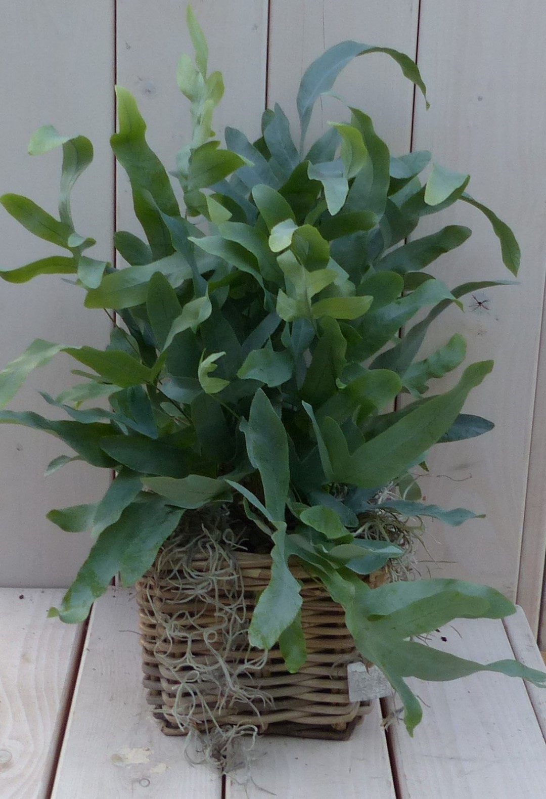 Blauwvaren Phlebodium in mandje 30 cm