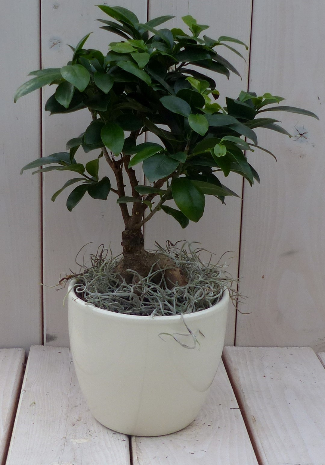 Bonsai Ficus microcarpa creme pot 30 cm