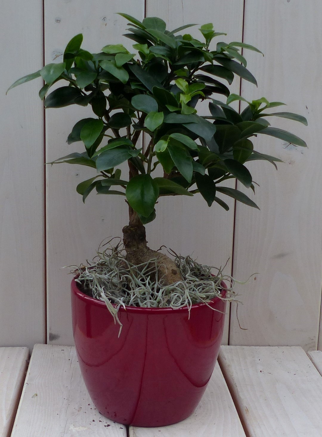 https://www.warentuin.nl/media/catalog/product/1/7/1728149900042098_warentuin_natuurlijk_kamerplant_bonsai_ficus_microcarpa_rode_p_d7e5.jpg