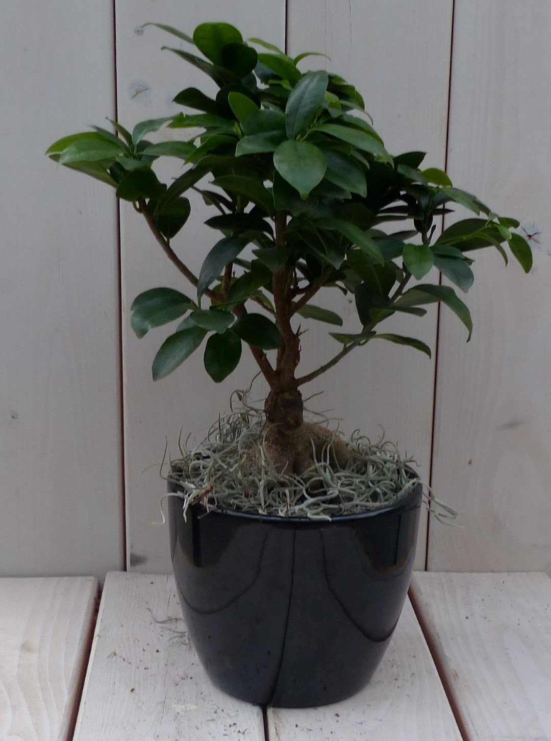 https://www.warentuin.nl/media/catalog/product/1/7/1728149900042101_warentuin_natuurlijk_kamerplant_bonsai_ficus_microcarpa_zwarte_2e62.jpg