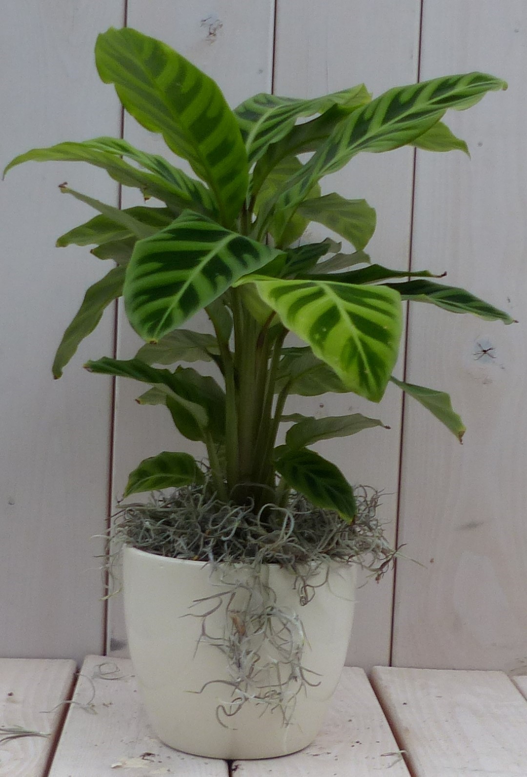 Calathea groen blad creme pot 40 cm