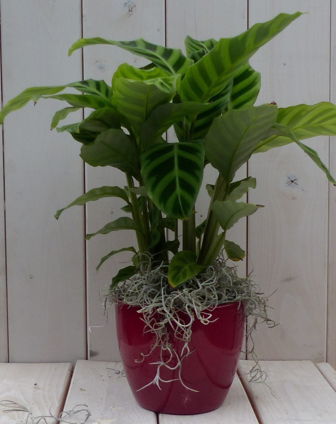 Calathea groen blad rode pot 40 cm