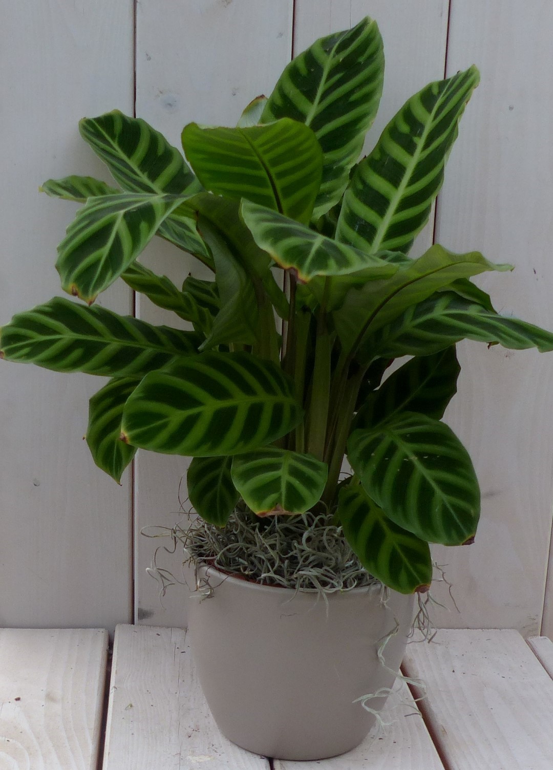 Calathea groen blad taupe pot 40 cm