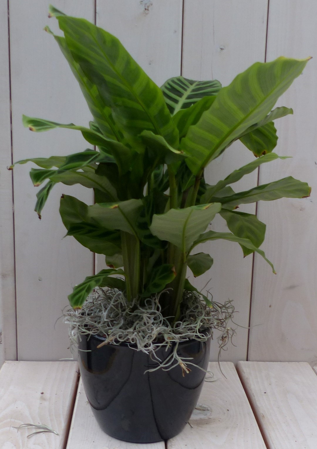 Calathea groen blad zwarte/antraciete pot 40 cm