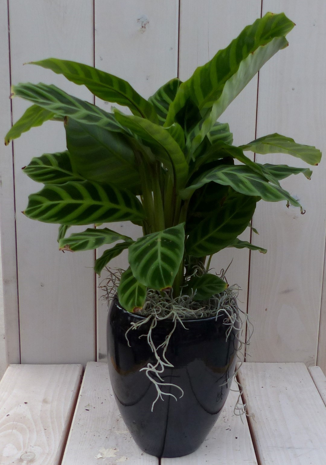 Calathea groen blad zwarte/antraciete hoge pot 50 cm - Warentuin Natuurlijk