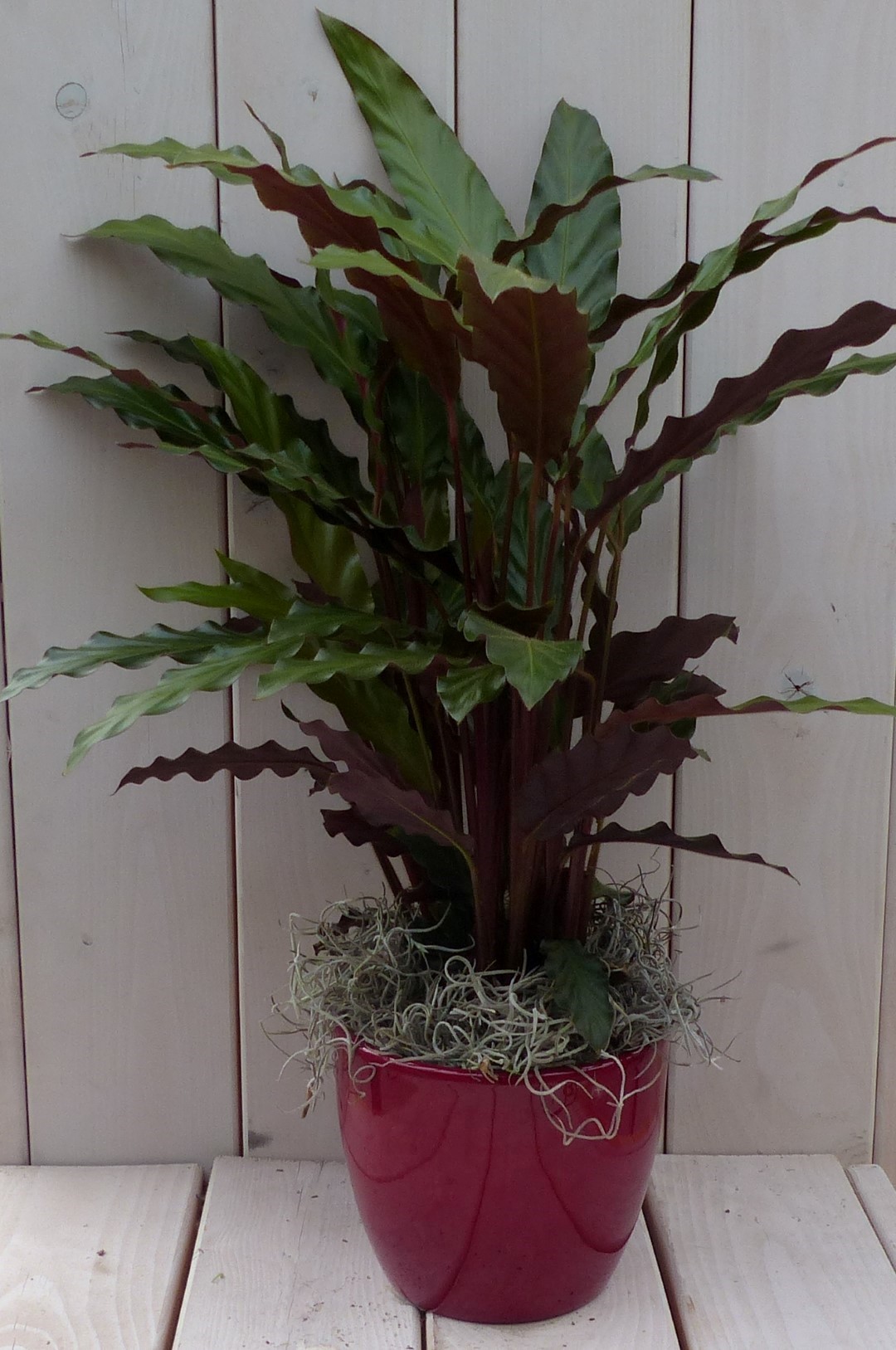 Calathea rood blad rode pot 40 cm Warentuin Natuurlijk