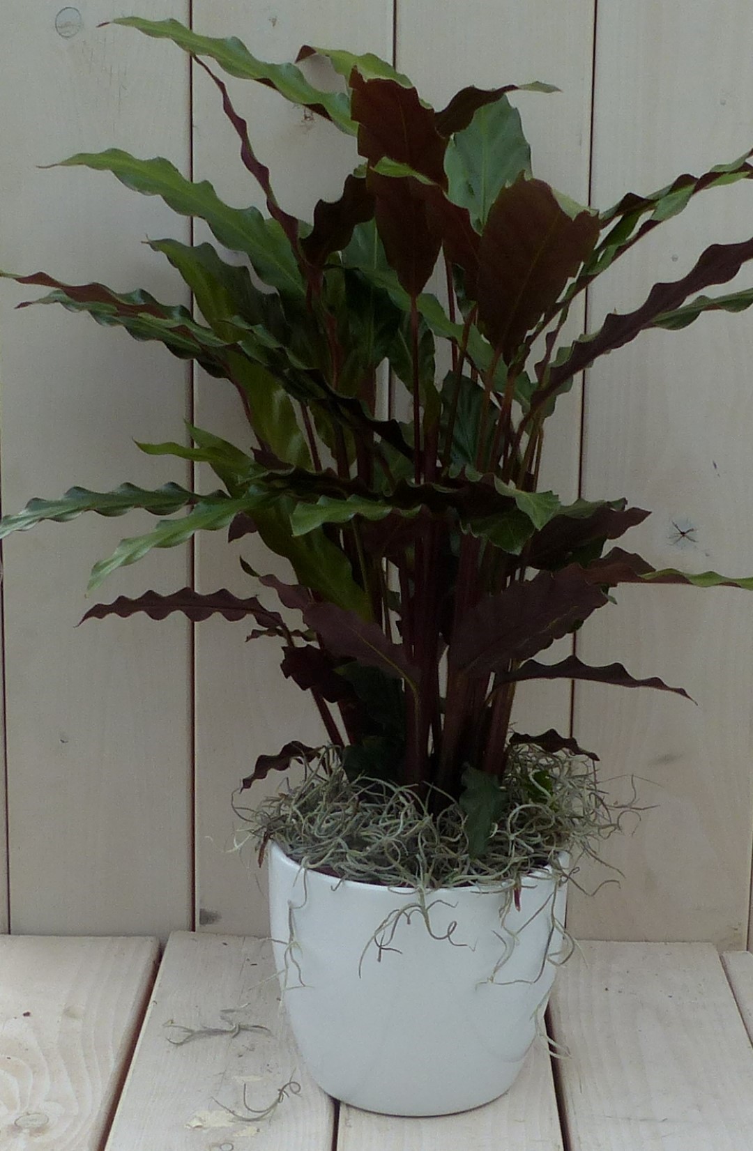 Calathea rood blad witte pot 40 cm