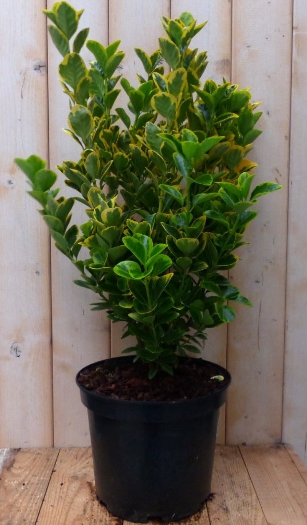 https://www.warentuin.nl/media/catalog/product/1/7/1728149900042237_warentuin_natuurlijk_plant_kardinaalsmuts_geel_bont_80_cm_ware_3fba.jpg