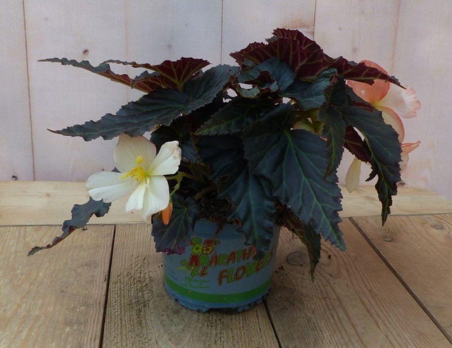 Warentuin Natuurlijk 3 stuks! Hangbegonia eenjarige plant licht wit- roze achtig