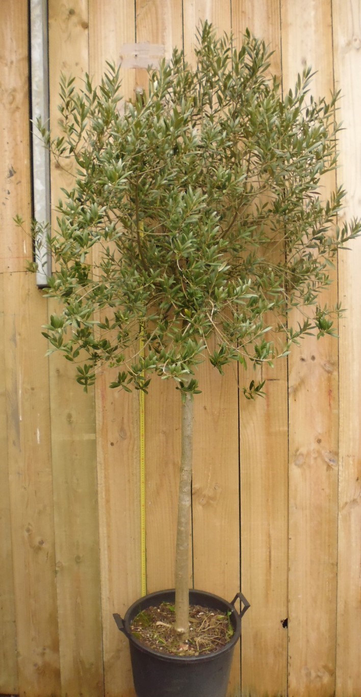 Olijfboom Olea stamhoogte 70 cm en boomhoogte 230 cm
