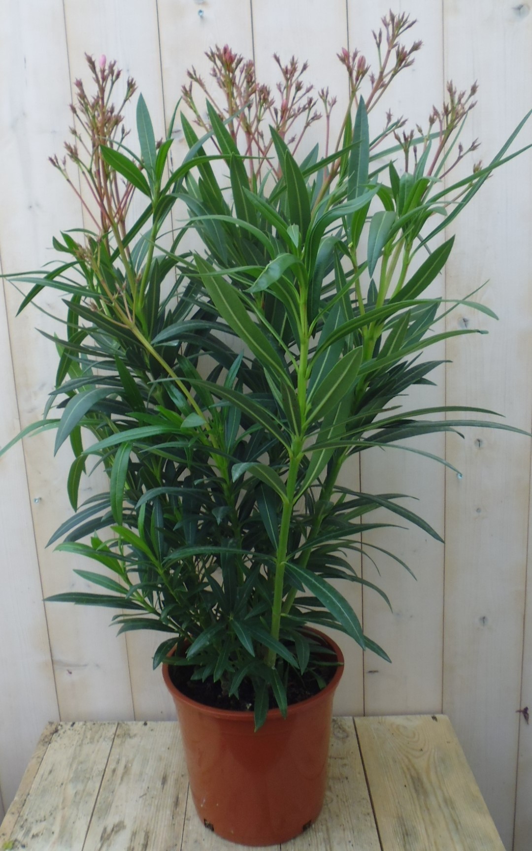Oleander 100 cm