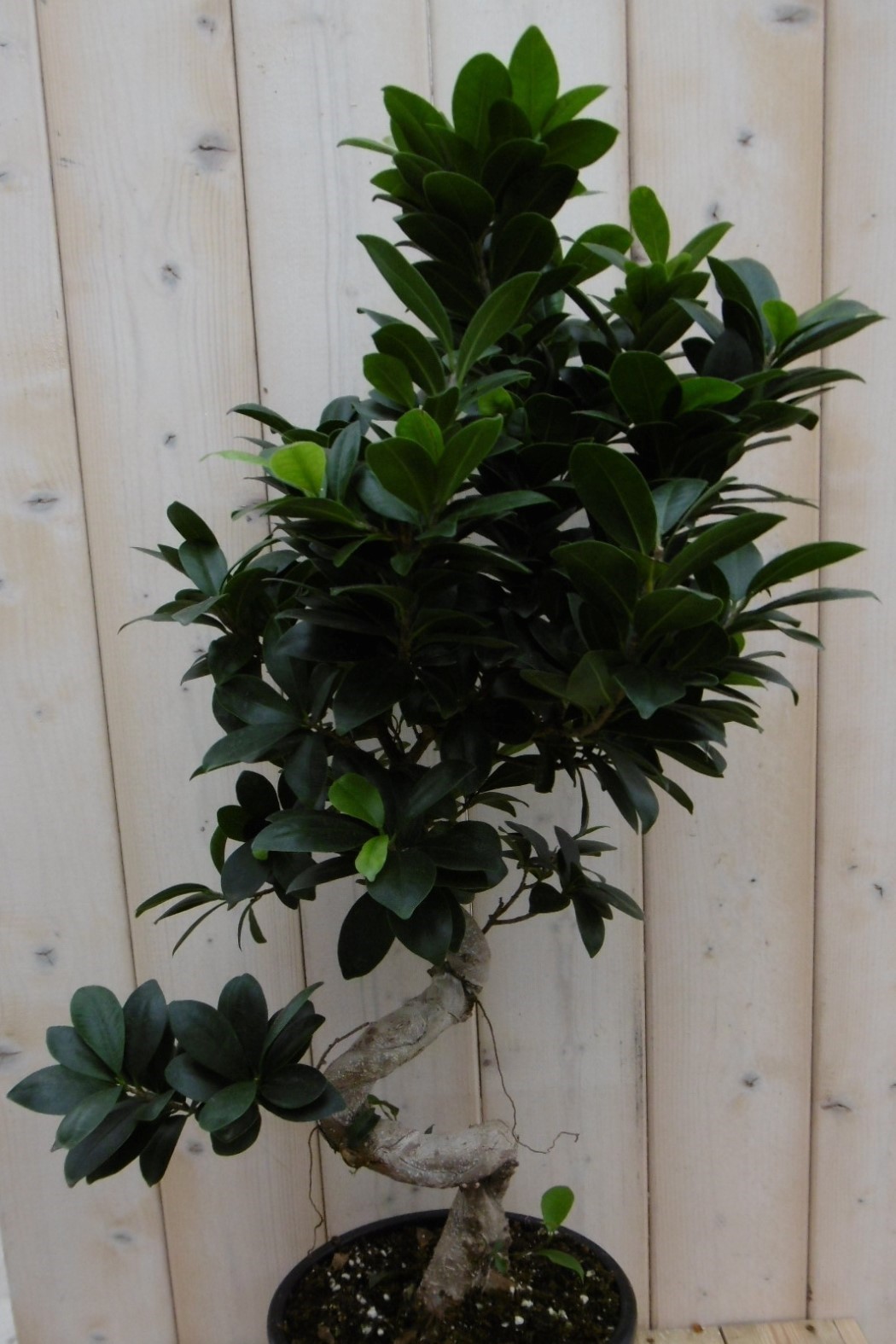 Kamerplant Bonsai Ficus Microcarpa 70 cm