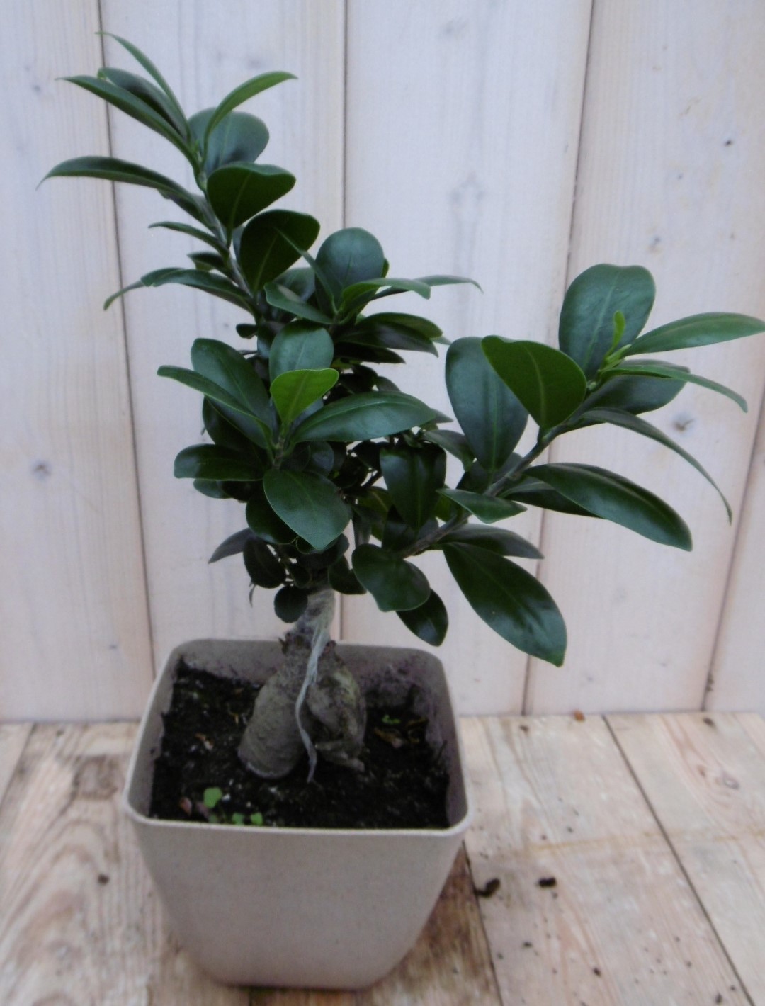 Kamerplant Bonsai Ficus Microcarpa 30 cm Warentuin Natuurlijk