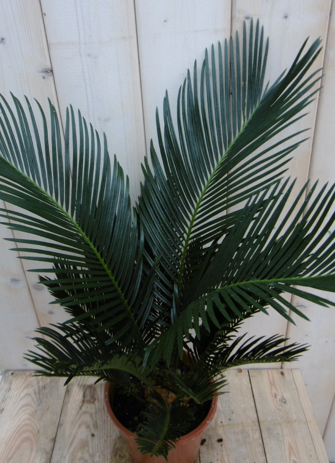 Kamerplant Palmvaren Vredespalm Cycas 50 cm Warentuin Natuurlijk