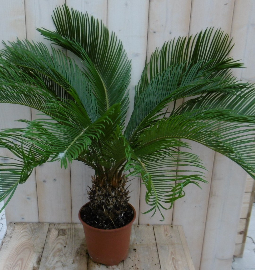 Kamerplant Palmvaren Vredespalm Cycas 70 cm Warentuin Natuurlijk