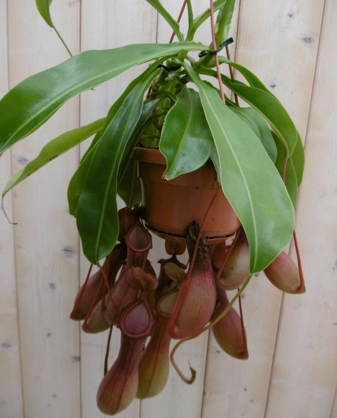 Vleesetende plant Bekerplant Nepenthes - Warentuin Natuurlijk
