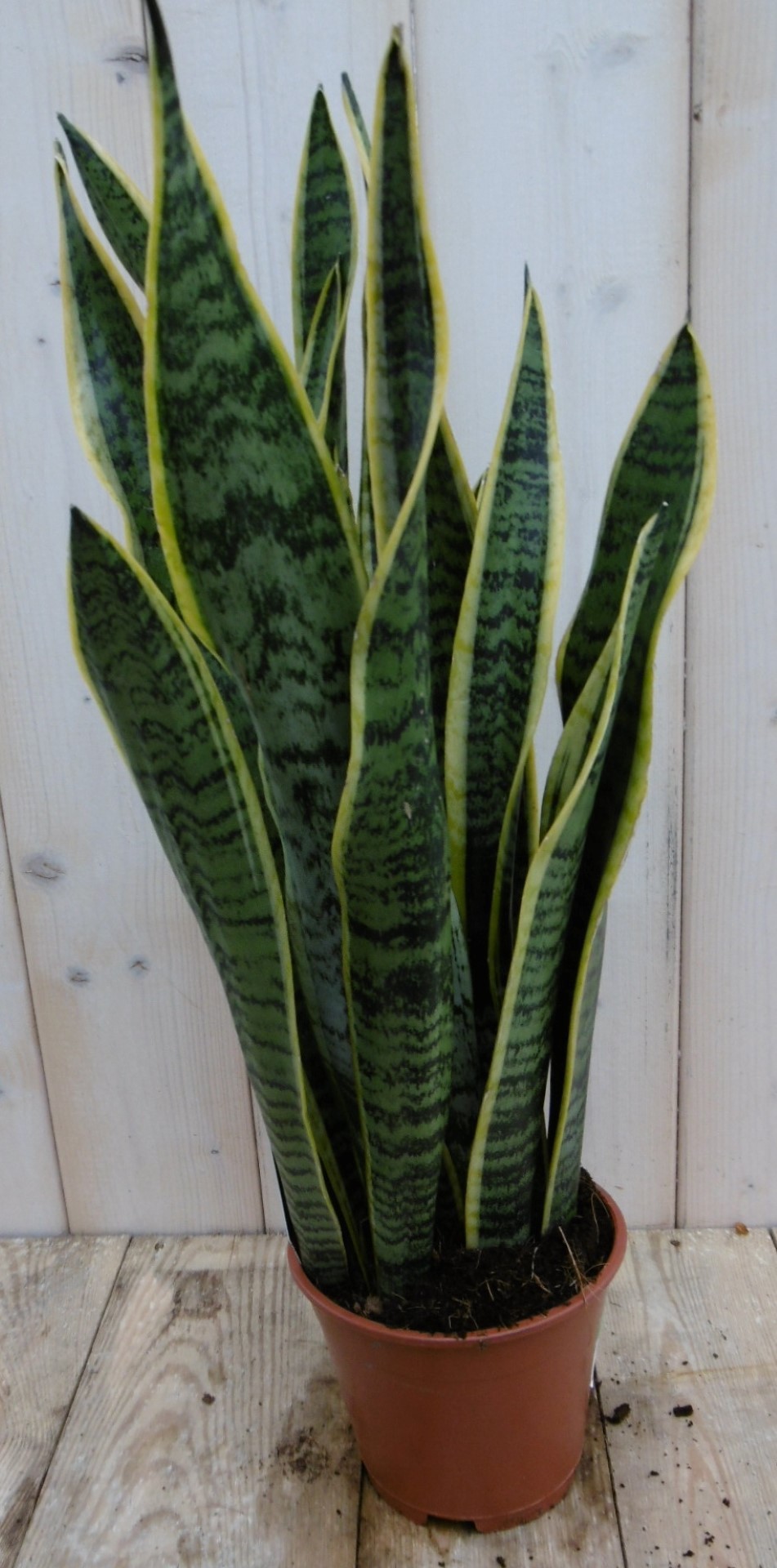 Kamerplant Vrouwentong Sansevieria geelbont 50 cm
