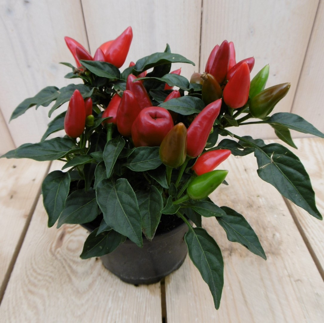 3 stuks! Sierpeper rood - Warentuin Natuurlijk