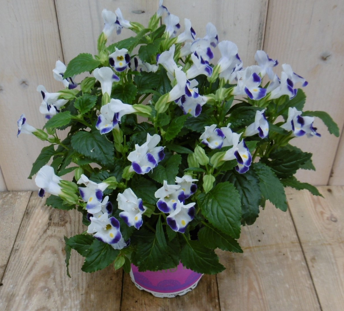 Warentuin Natuurlijk Kamerplant Torenia Fournieri wit blauw - 