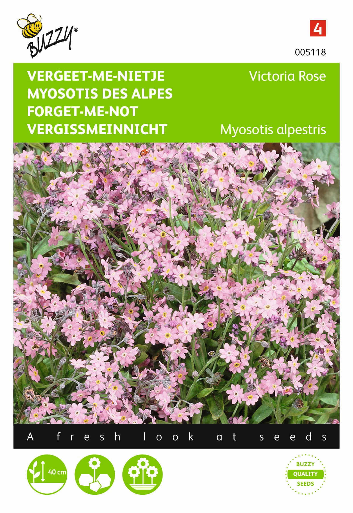 Myosotis alpestris Victoria Rose