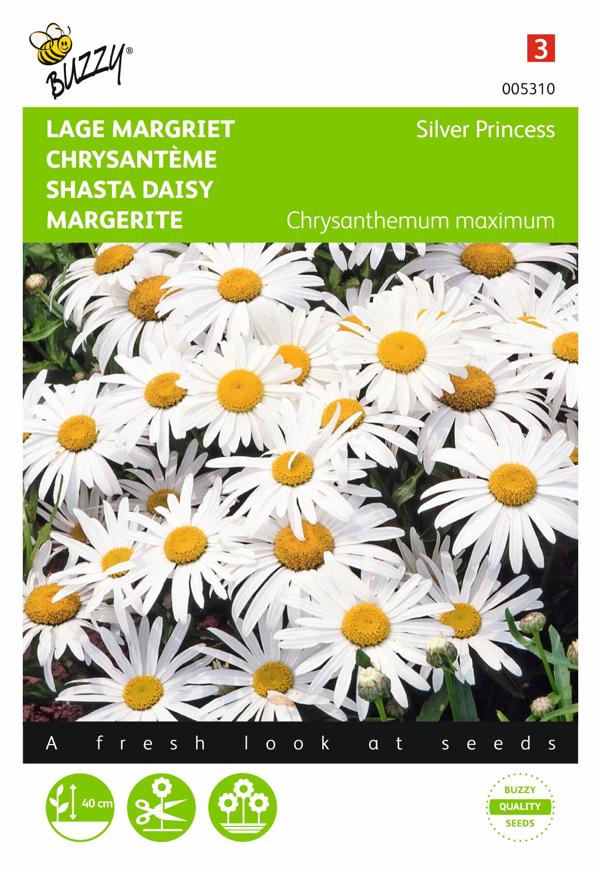Chrysanthemum maximum nanum Silver Princess