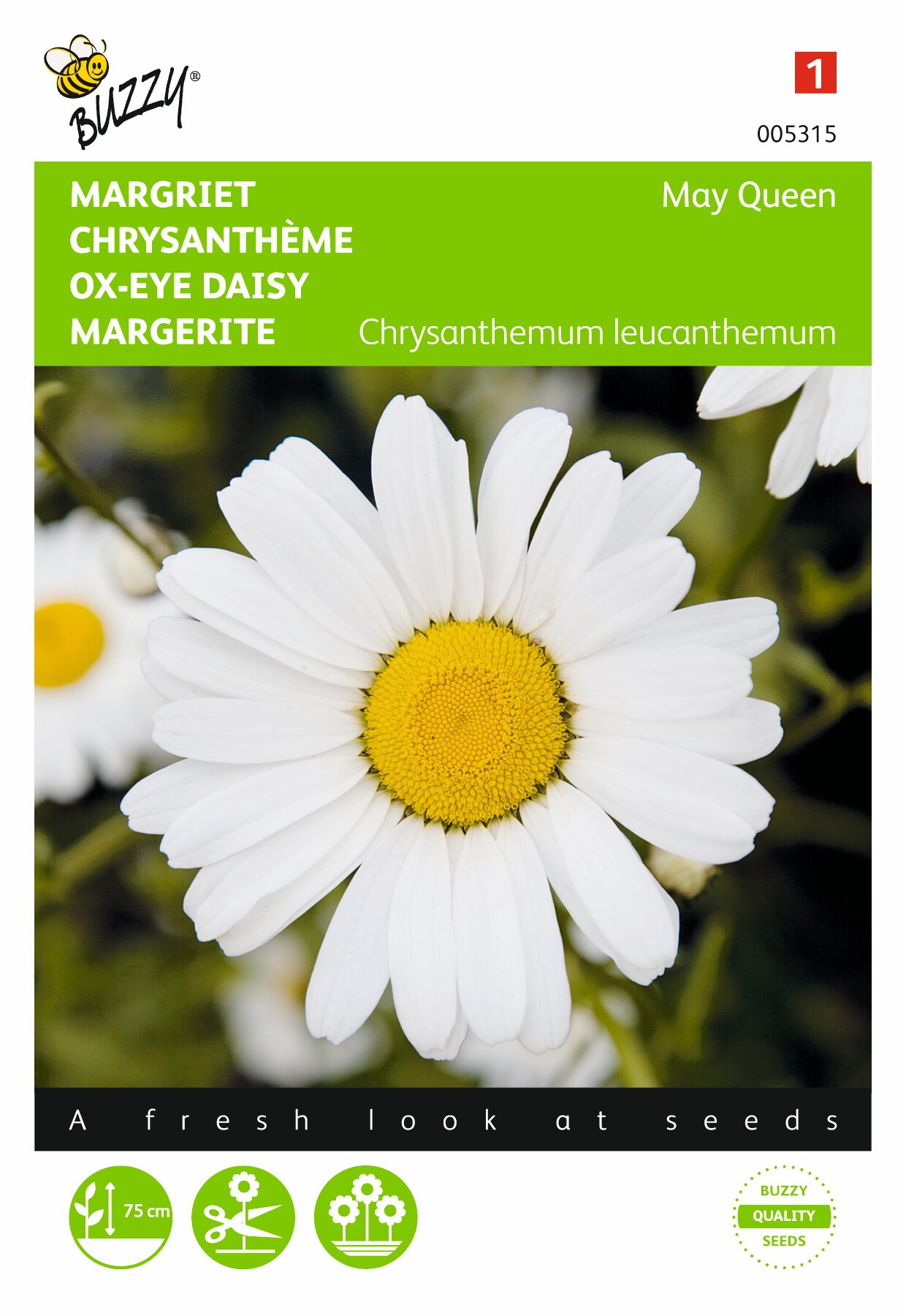 Chrysanthemum leucanthemum May Queen