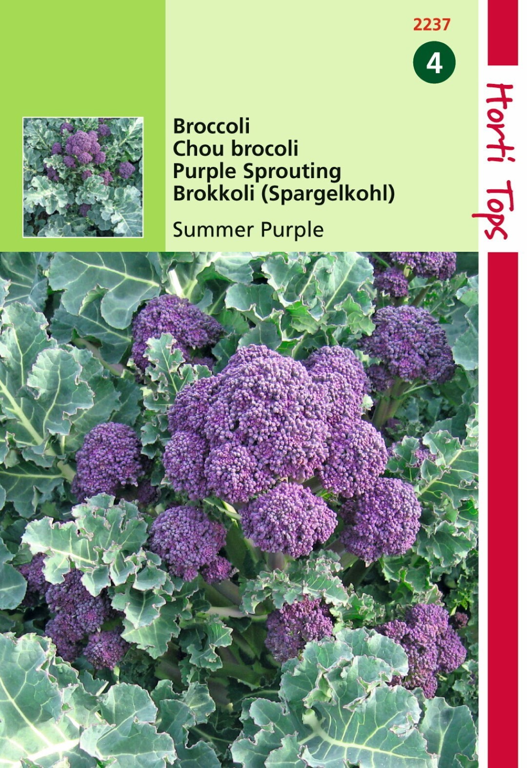 https://www.warentuin.nl/media/catalog/product/1/7/1778711117223702_hortitops_tuinzaden_hortitops_broccoli_summer_purple_b418.jpeg