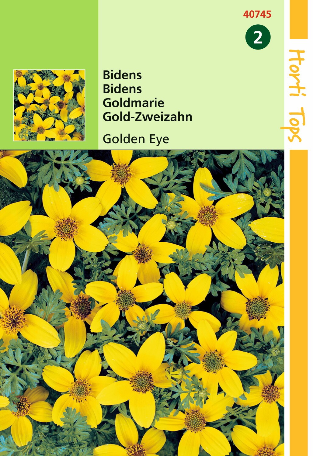 Bidens Humilis Golden Eye
