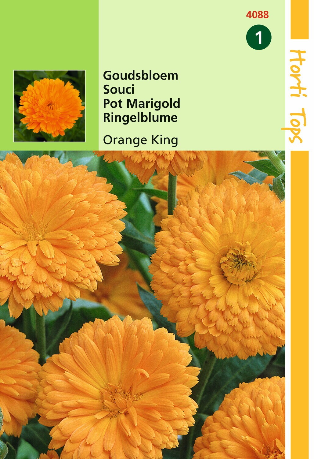 Calendula Off. Dubbel Oranjekoning - Hortitops