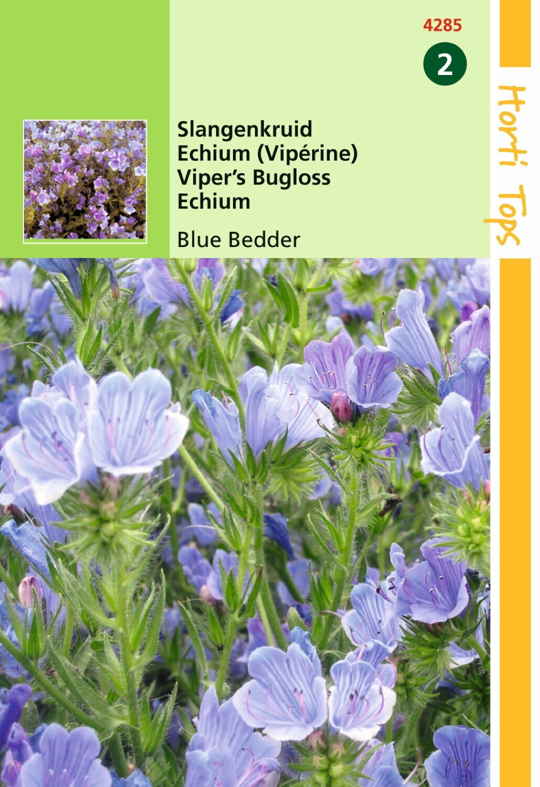 Echium Plantagineum Blue Bedder