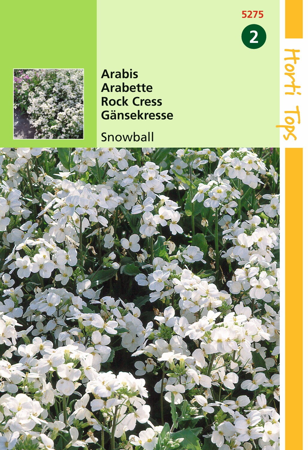Arabis Alpina Comp. Snowball