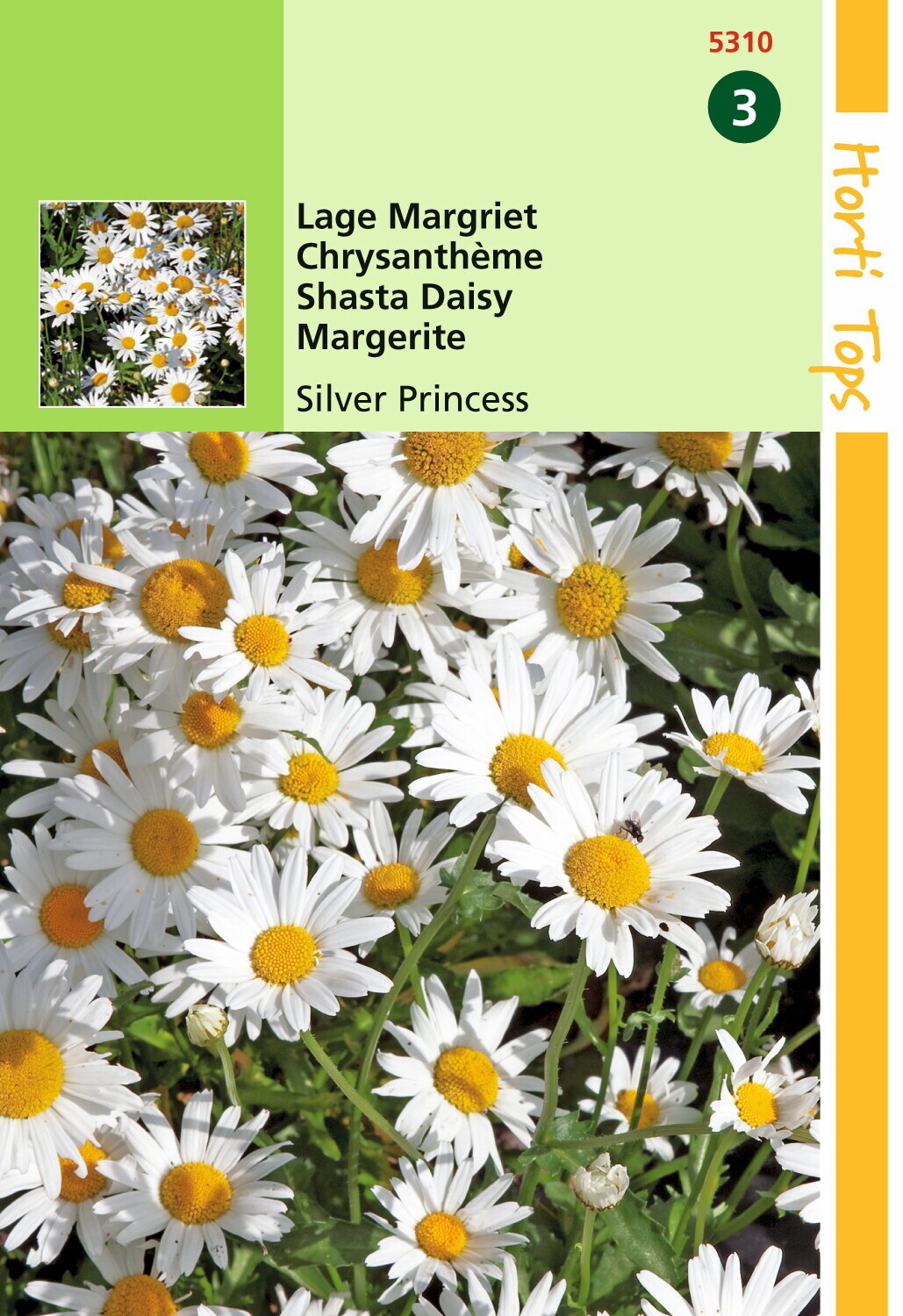 Chrysanthemum Max.Nanum Silver Princess