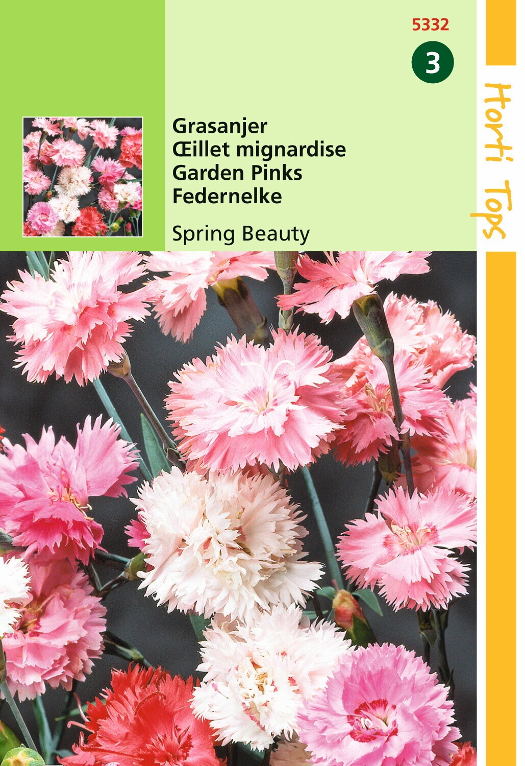 Dianthus Plum. Dbl.Bl.Gem. Spring Beauty